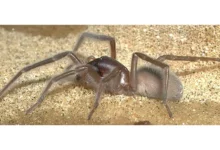 bob marley spider