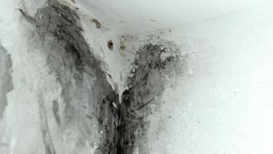 black mould on silicone