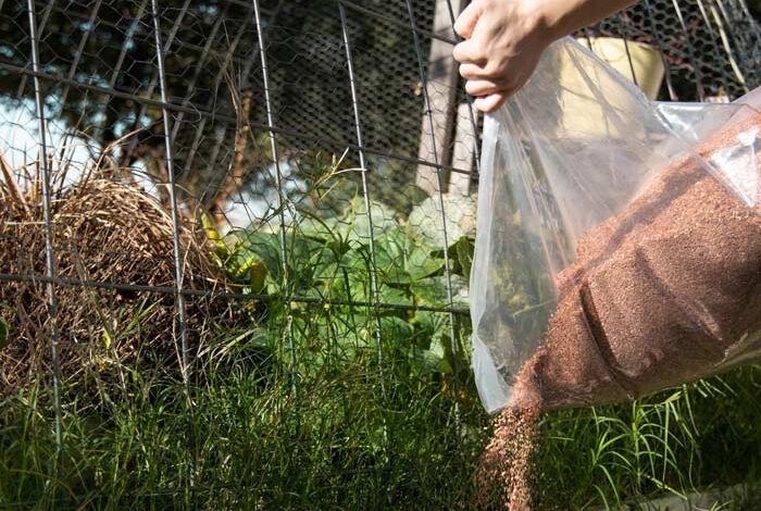 cedar for pest control