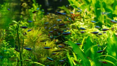 aquatic plants low light