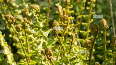fiddleheads uk
