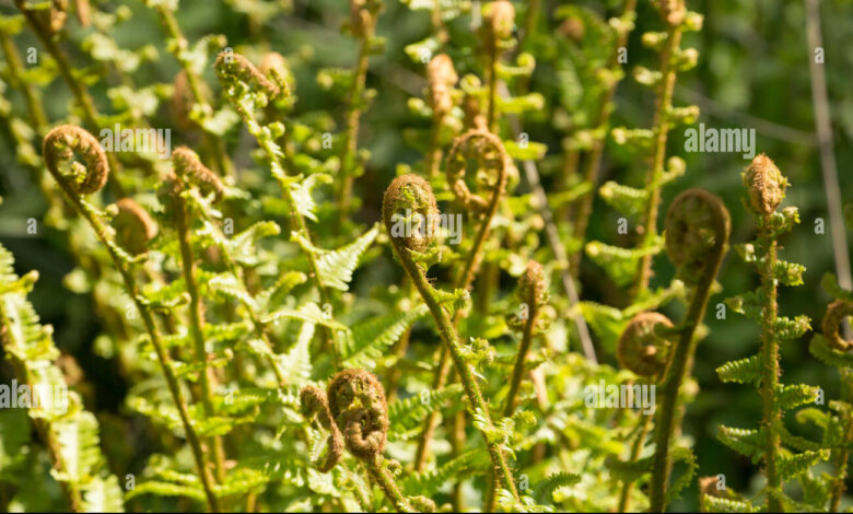 fiddleheads uk