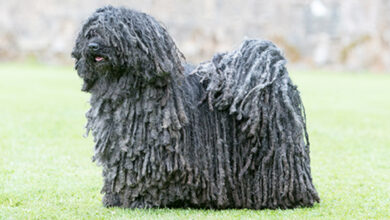 hungarian puli for sale
