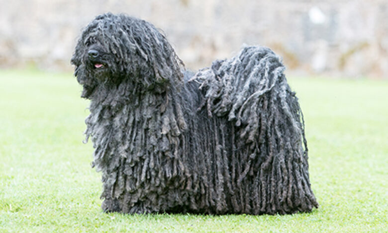 hungarian puli for sale