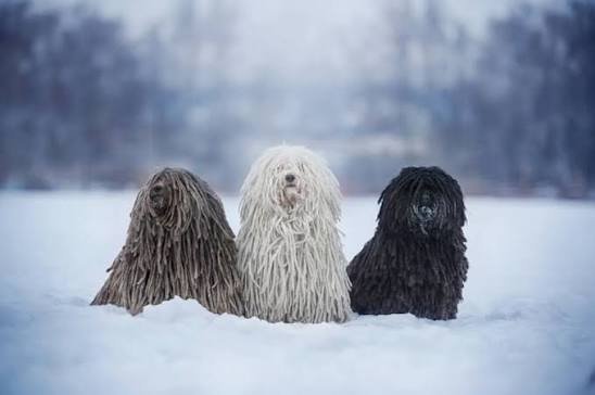 Hungarian Puli for Sale