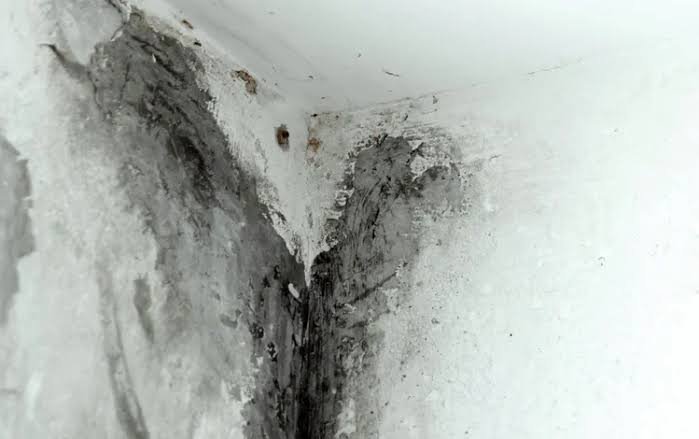 Black Mould on Silicone