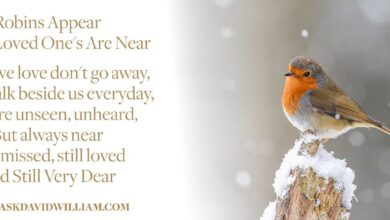 Spiritual Meaning of a Robin Visiting