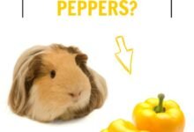 Can Guinea Pigs Eat Yellow Peppers