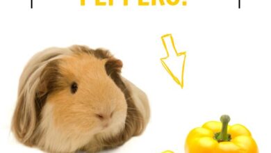Can Guinea Pigs Eat Yellow Peppers