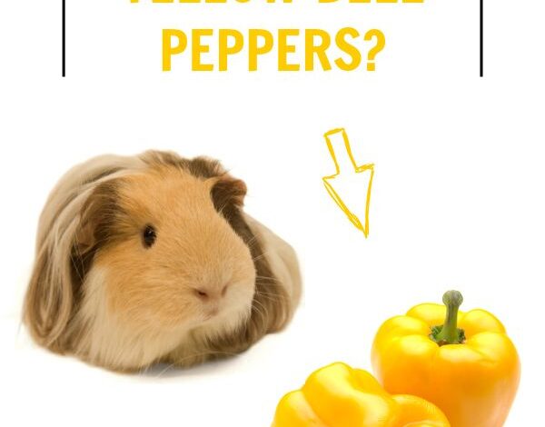 Can Guinea Pigs Eat Yellow Peppers