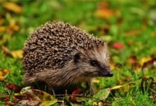 dream about hedgehog