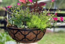 all year round hanging baskets