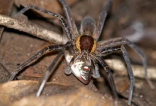 do spiders eat slugs