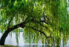 Willow Tree