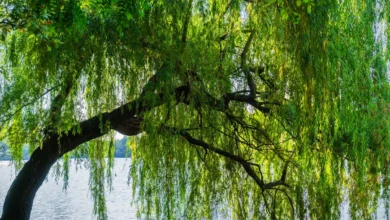 Willow Tree