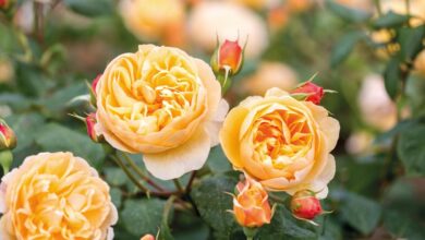 david austin roses