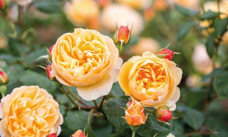david austin roses