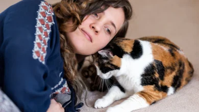 why does my cat keep headbutting me