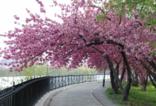 Cherry blossom tree