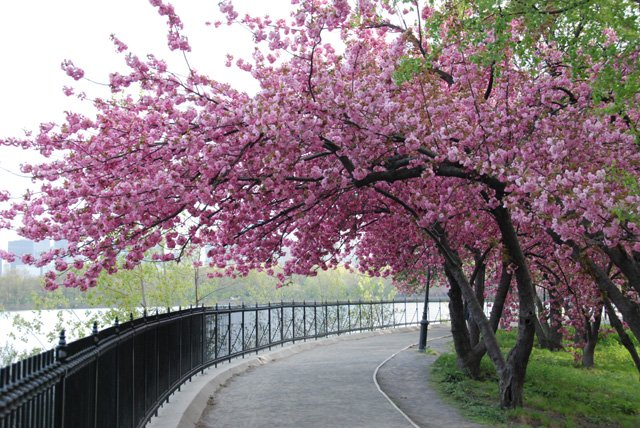 Cherry blossom tree