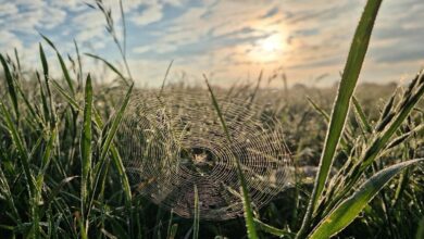 BBC Weather Cambridge