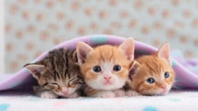 Cute Cats