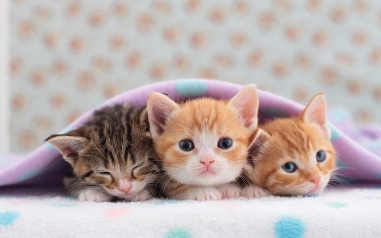 Cute Cats