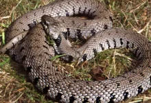 Grass Snake