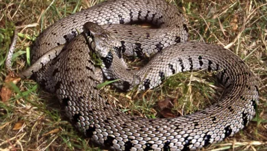 Grass Snake