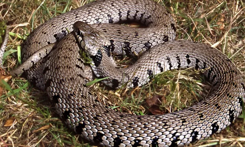 Grass Snake
