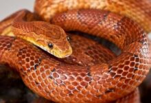 Corn Snake