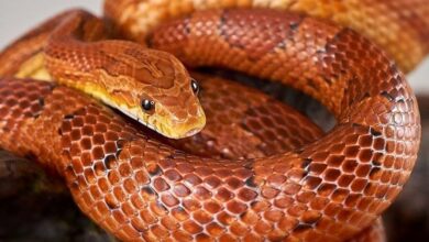 Corn Snake