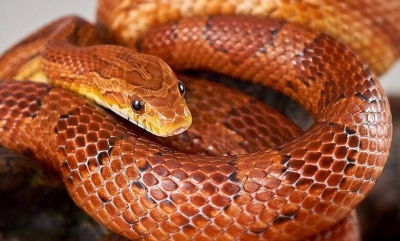 Corn Snake