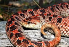 Hognose Snake
