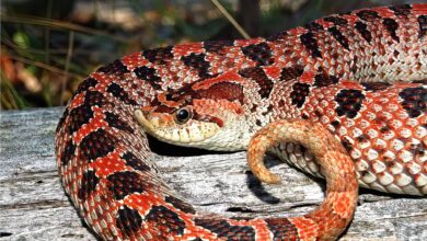 Hognose Snake
