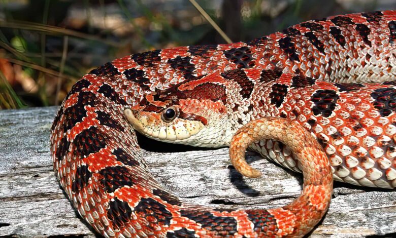 Hognose Snake