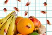 How to Get Rid of Fruit Flies