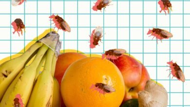 How to Get Rid of Fruit Flies