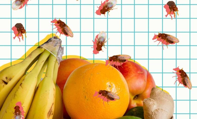 How to Get Rid of Fruit Flies