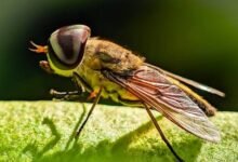 Horse Fly