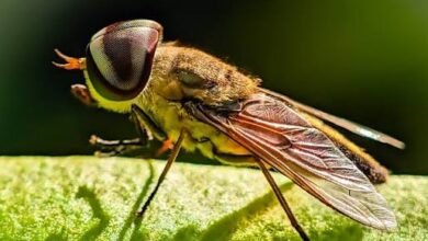 Horse Fly