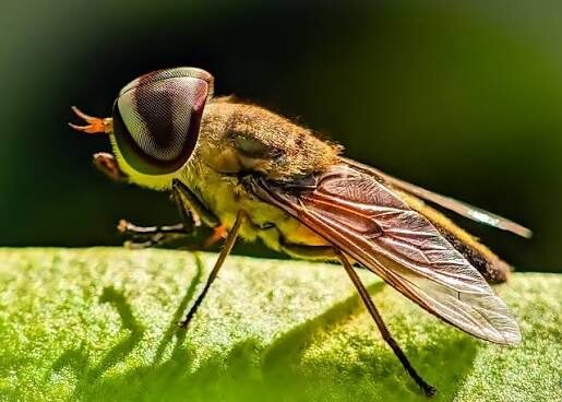 Horse Fly