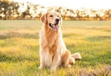 Dog Gold