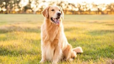 Dog Gold