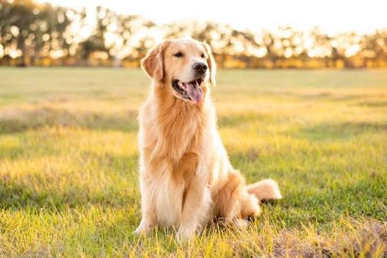 Dog Gold