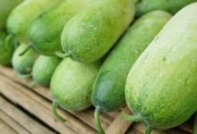 Gourd