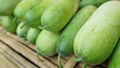Gourd