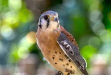 Kestrel