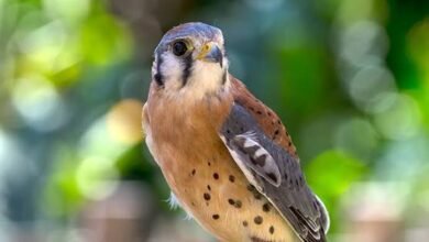 Kestrel
