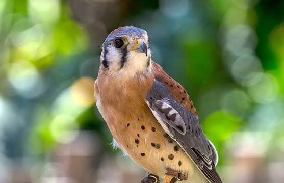 Kestrel